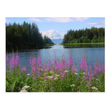 Vues de fireweed d'Amalga Cartes Postales