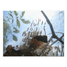 Webs et vers photos sur toile