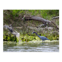 Weinig Blauwe Reiger Wens Kaarten