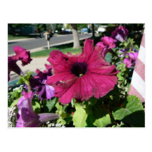 Weinig Spin, Grote Petunia Wens Kaarten