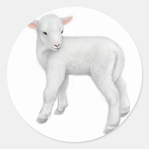Weinig Sticker van het Lam