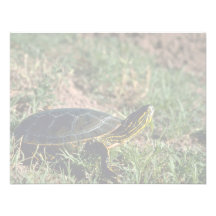 Westerne Geschilderde Schildpad Gepersonaliseerde Uitnodigingen