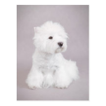 Westie Cartes Postales