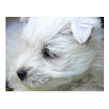 Westie Cartes Postales