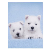 Westies bleus cartes postales