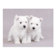 Westies Carte Postale
