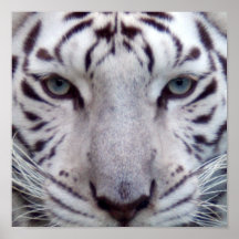 white-tiger2-10x10 posters