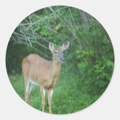 Whitetail Adhésifs