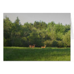Whitetails du Maine Cartes