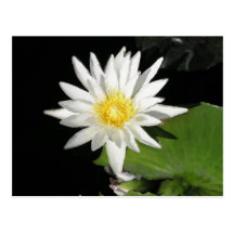 WhiteWaterLily Carte Postale