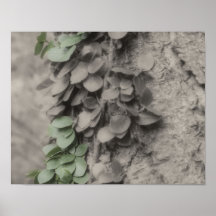 Wijnstok op Poster van de Natuur van de Kleur van 