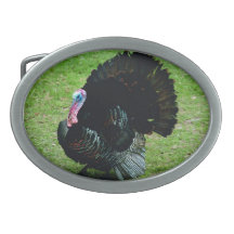 Wild Turkije - het Amerikaanse Collectie van het Z Gespen
