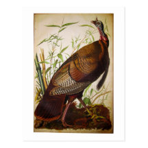 Wild Turkije, John James Audubon Wenskaarten