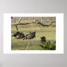 Wild Turkije Print