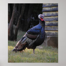 Wild Turkije Afdruk