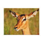 wilde dieren van van de impalaKruger van Afrika he Stretched Canvas Print