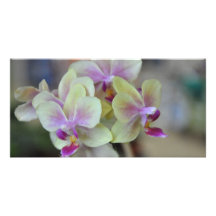 Wilde roomorchideeën foto kaart