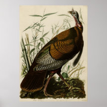 Wilde Turkey_Audubon_Poster