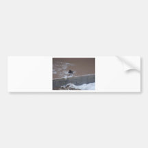 wilde vogels (Oklahoma) Bumpersticker