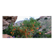 Wildflowers Full Color Rack Card
