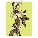 Wile E. Coyote Trots Looking briefkaarten