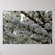 Witte Bloeiende Boom Poster