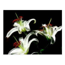 Witte Daylilies Wenskaart