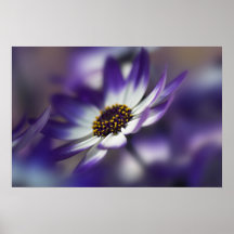 Witte en Blauwe Bloem Print