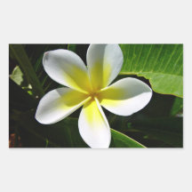 Witte en Gele bloesem Frangipani Rechthoekige Stickers