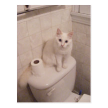 witte kattenmengsels in Briefkaart Wenskaart