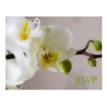 Witte Orchidee • Briefkaart RSVP Wens Kaart