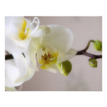 Witte Orchidee • De Uitnodiging RSVP van het huwel
