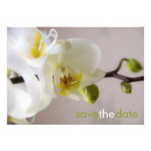 Witte Orchidee • Sparen de Aankondiging van de Dat