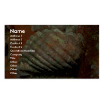 Witte rotsshell (orbita van Thais) Shell Visitekaartjes