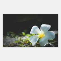 Witte tropische bloem (frangipani) dichte omhoog 2 sticker