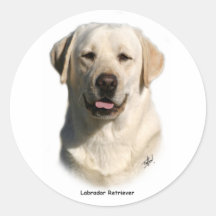 Y ellow Labrador Stickers