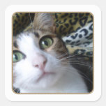 Yeux verts de chat - autocollant carré