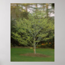 Zachtste Gele Bloeiende Boom Poster