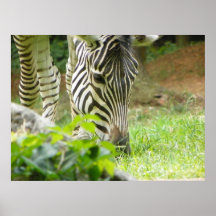 Zebra Print
