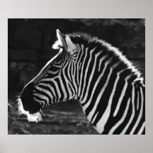 Zèbre noir et blanc posters