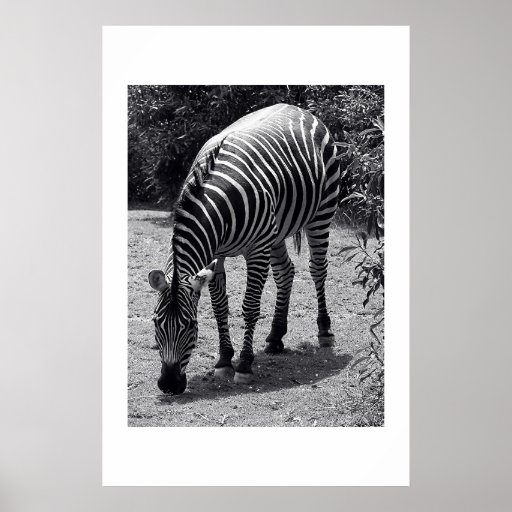 Zèbre Posters