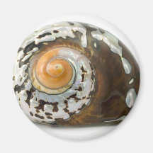 Zee Shell op Witte Achtergrond Koelkast Magneet