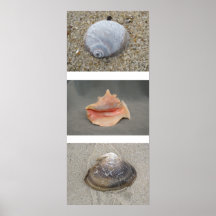 Zeeschelpen Poster