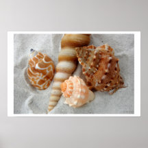 zeeschelpen wit zand i poster