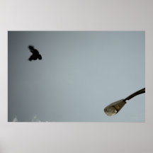 Zeg, vogel plaat