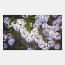 Zoete Alyssum in Grunge Stickers