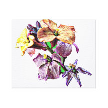 Zoete William Stretched Canvas Print