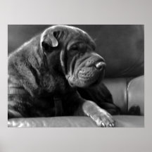 Zoey: Hond shar-Pei Plaat