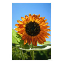 Zonnebloem Foto Kunst