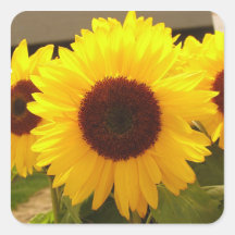 Zonnebloemen Sticker